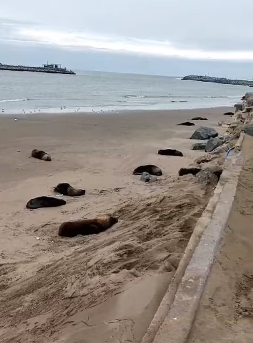 Gripe Aviar Encontraron Lobos Marinos Muertos En Necochea Y Hay