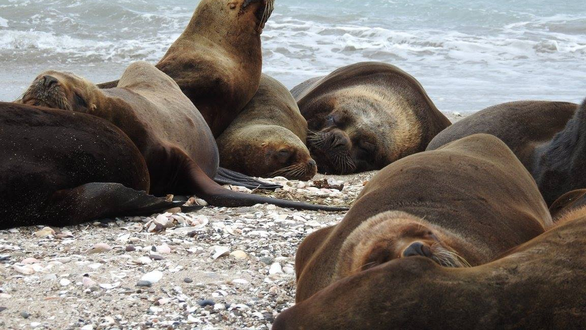 Hallaron Siete Lobos Marinos Muertos En Villarino Infocielo