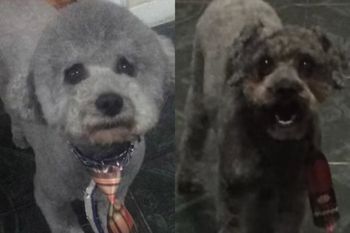 El perro viral que come turrón y la anécdota en la peluquería canina en Lanús