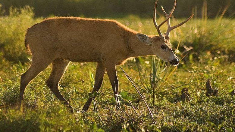 La Reserva Otamendi Rumbo A Convertirse En El Segundo Parque Nacional Bonaerense Infocielo 7237