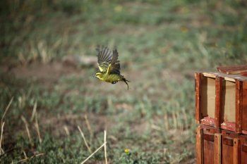 villarino: reinsertan 19 aves en peligro de extincion