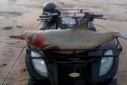 indignante: pasean en cuatriciclo a un delfin muerto por una playa de coronel dorrego