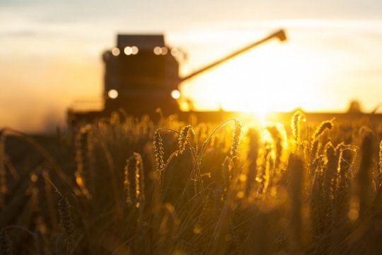 buenas perspectivas para el trigo en el sudeste de la provincia