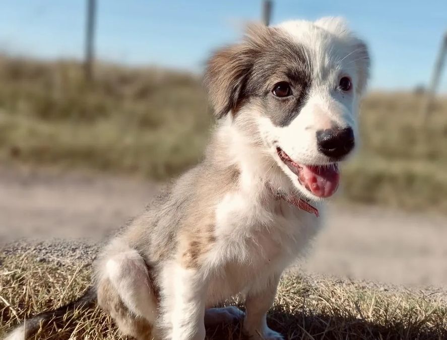 Denuncian a refugio de perros por discriminación a adoptantes por zona