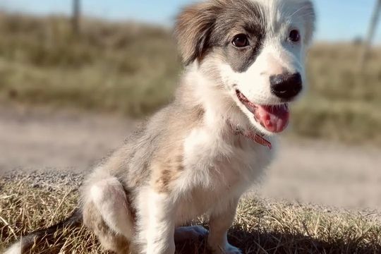 denuncian a refugio de perros por discriminacion a adoptantes por zona