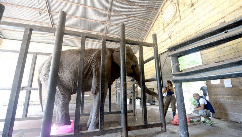 La Elefanta Pelusa: “Un santuario es un lugar a donde van los elefantes a aprender otra vez a ser elefantes”