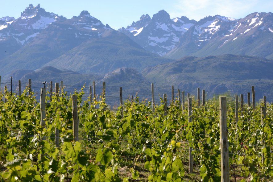 En 2013 se sancion&oacute; la Ley N&ordm; 26.870 que declar&oacute; al Vino Argentino Bebida Nacional. (Foto: Instituto Nacional de Vitivinicultura).