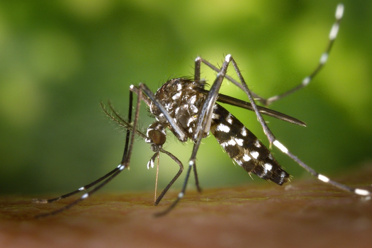 dia internacional del dengue: cuales son sus sintomas frecuentes y que hacer para prevenirlo