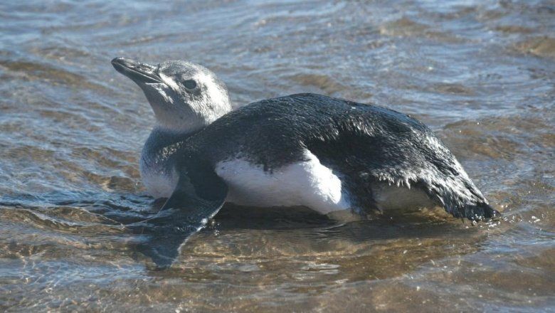Monte Hermoso: apareció un pingüino a orillas del mar y revolucionó a los turistas