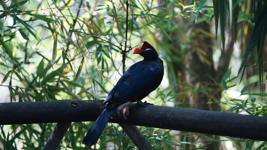 Se viene la primavera y el Bioparque Temaik&egrave;n cuenta con una gran variedad de propuestas y descuentos &uacute;nicos para disfrutar de la naturaleza.