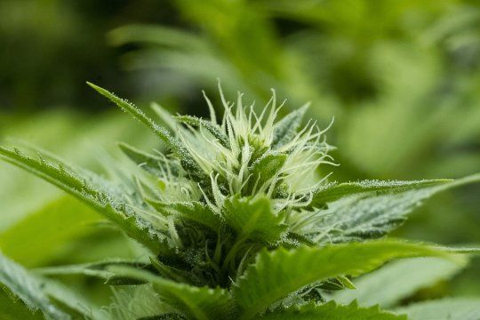 cannabis: la onu reconocio sus propiedades medicinales y lo saco de una lista negra