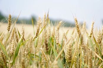 Científicos de la UNSAM trabajan para mejorar las condiciones del trigo en contextos de sequía.