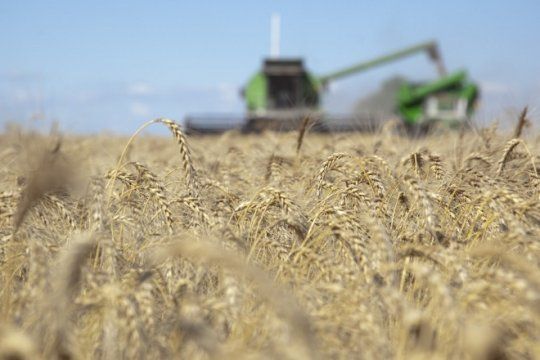 el clima dio el primer golpe a los cultivos y estiman que se perderan dos millones de toneladas en trigo