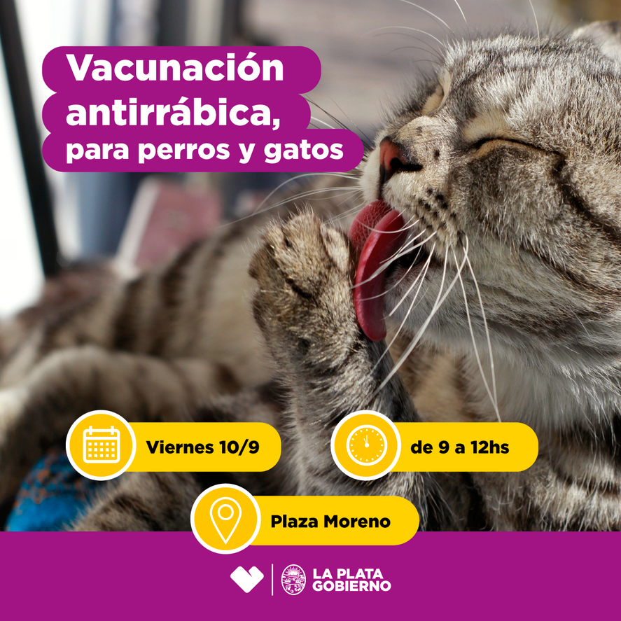 Perros y gatos recibirán la vacuna contra la rabia de forma gratuita