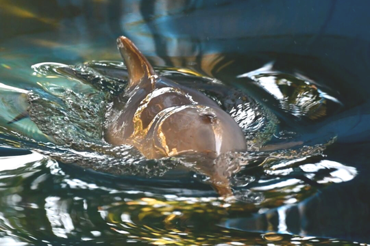 En San Clemente del Tuyú piden colaboración a los vecinos para la rehabilitación de un delfín Franciscana.