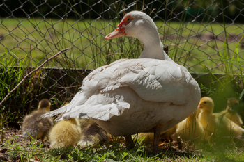 Gripe aviar: Ya son 11 los casos confirmados en aves silvestres y de traspatio.