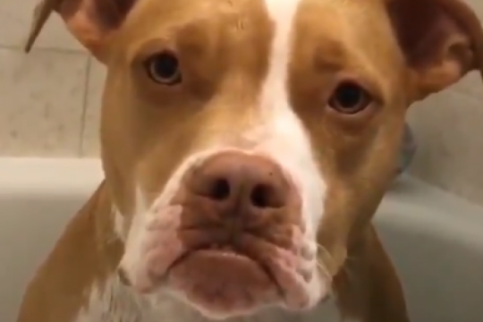 ?me dijiste que me ibas a dar comida?: mira el tierno video de un perrito que sufre por un engano
