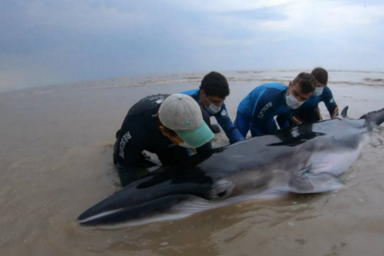 rescataron a una ballena que habia quedado varada en san clemente del tuyu
