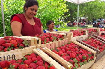 Florencio Varela se prepara para una nueva edición de la Fiesta de la Frutilla: dónde y cuándo será