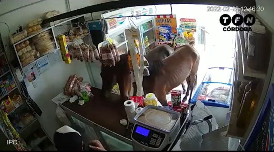 ¿Caballos delincuentes?: Dos equinos asaltaron un almacén