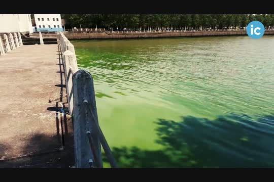 el agua verde llego a ensenada: mira las imagenes de la invasion de algas