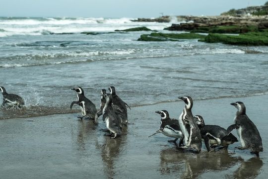 mar del plata: regresaron al mar a 10 pingüinos rescatados
