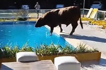 Insólito: un toro cayó a la pileta de un complejo turístico en Ramallo