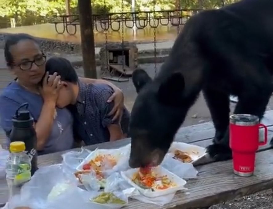 Pánico: Un oso se da un festín con la comida de una familia en México |  Infocielo