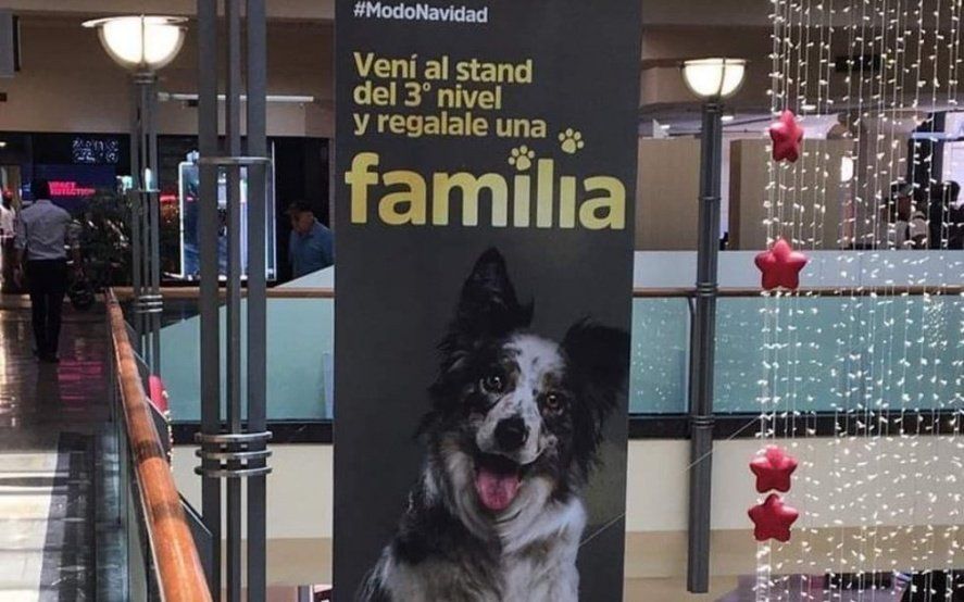 “Regalale una familia”, la campaña para adoptar perros en Navidad que conmueve a todos en las redes
