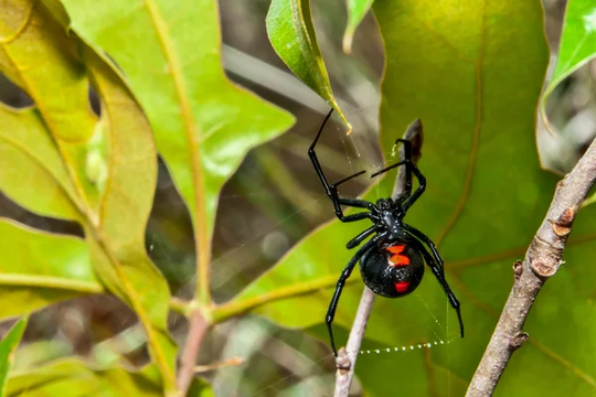 La araña viuda negra volvió a aparecer debido a la sequía en la provincia. 