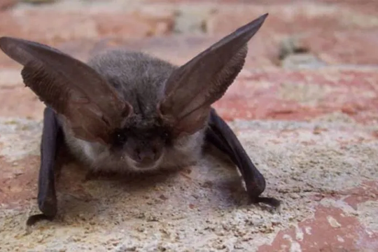Los murciélagos son el principal reservorio de la rabia animal.