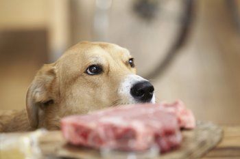 En diálogo con LA CIELO FM 103.5, el veterinario César Gatti habló sobre incluir carne cruda en la dieta de los perros.