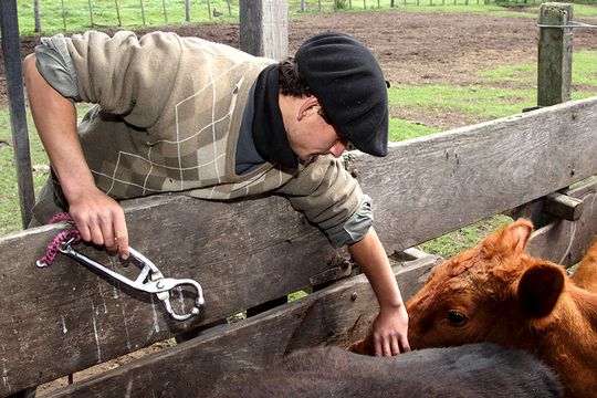 Es la segunda vacuna desarrollada por investigadores de la UNSAM.