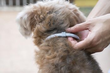 en tandil crearon el primer collar para perros que los protege de parasitos externos e internos