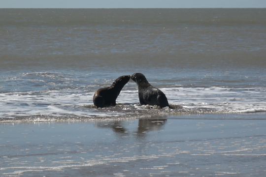 El tierno regreso al mar de dos lobos marinos en San Clemente del Tuyú.