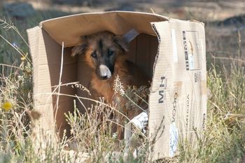 Presentaron un proyecto de ley que obliga a funcionarios bonaerenses a capacitarse en derecho animal