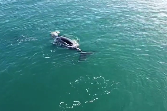 las ballenas pasaron por la costa de quequen y brindaron un hermoso espectaculo natural: mira el video