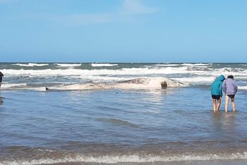 Una ballena blanca apareció sin vida en la costa de Santa Teresita.