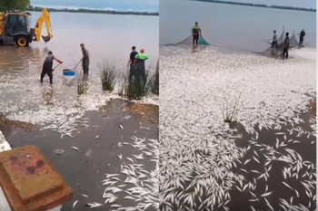 Cientos de peces muertos en la laguna de San Miguel del Monte: impactantes imágenes.