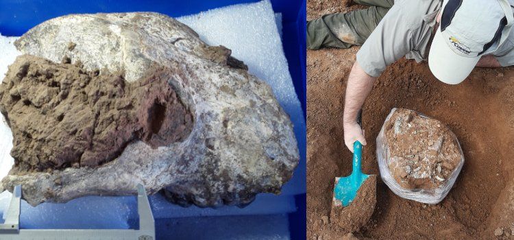 Los restos fósiles de la osa gigante fueron hallados por investigadores del Museo de Ciencias Naturales de La Plata. 
