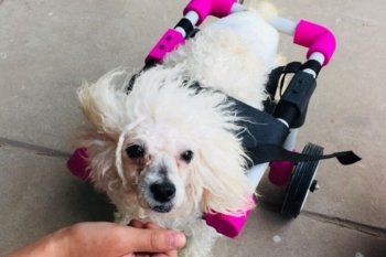 fabrican sillas de ruedas con impresoras 3d para perros con dificultades motrices