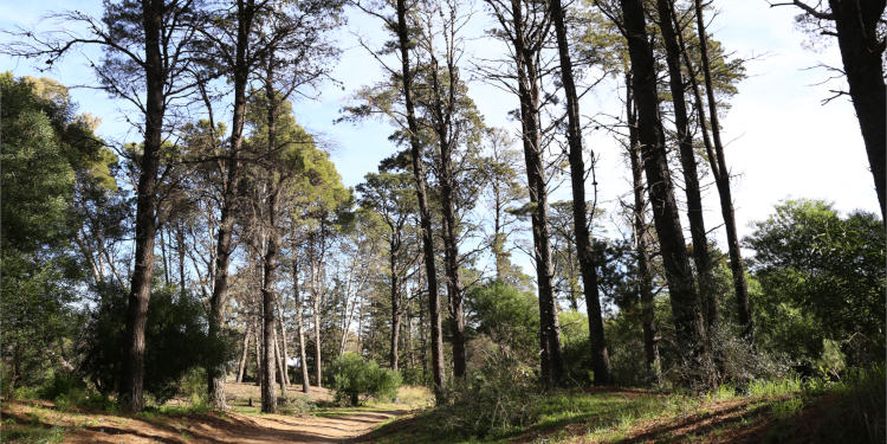 El nuevo parque ambiental se ubicar&aacute; en el Paseo del Pinar de Monte Hermoso.&nbsp;