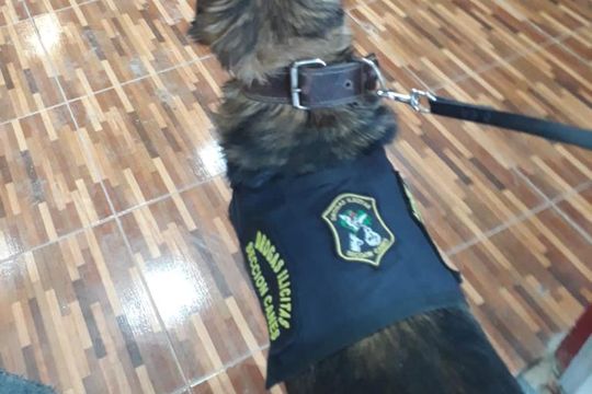 Los perros de la Policía en una destacada labor en un allanamiento en Berisso