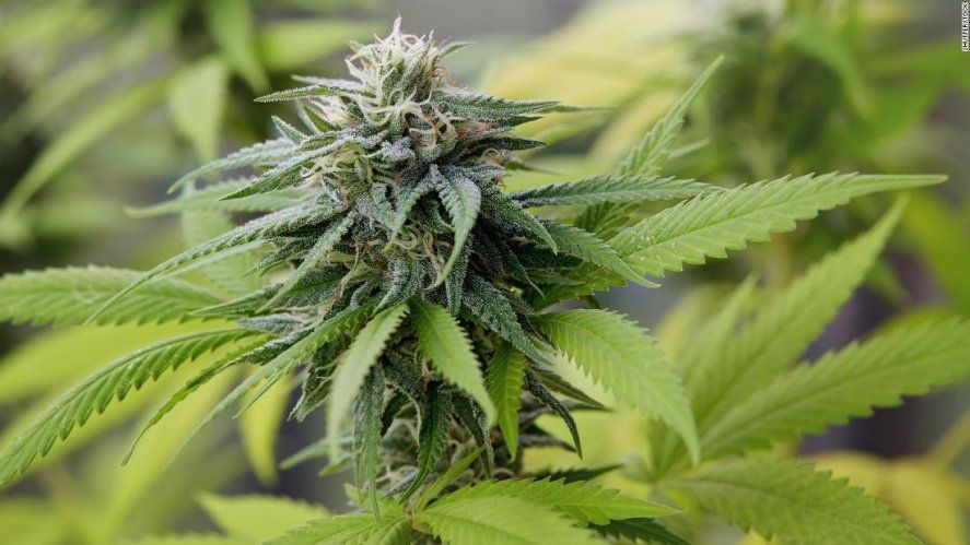 Ordenan devolver plantas de marihuana a un paciente de Junín