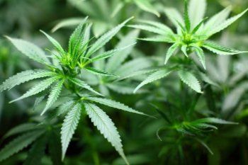 cannabis medicinal: permitiran el autocultivo y la produccion publica