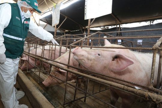 SENASA advirtió sobre la presencia en porcinos en República Dominicana y Haití
