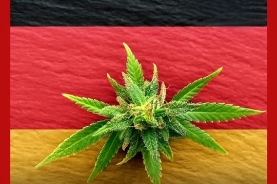 marihuana recreativa ya es legal en alemania: hasta 50 grs y 3 plantas