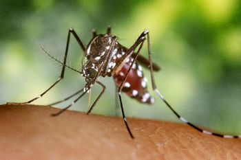 Aumentan los casos de dengue y ya son 25 los municipios bonaerenses que se encuentran en brote.