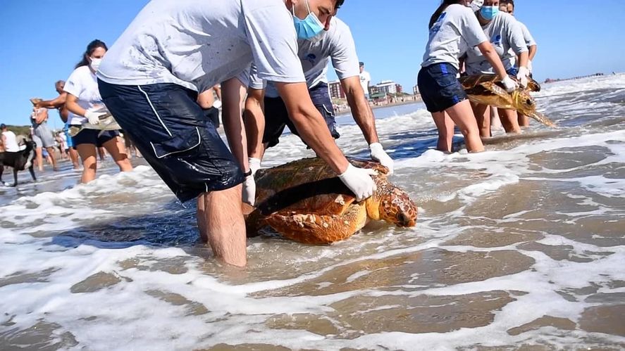 San Clemente del Tuyú: Seis tortugas marinas fueron devueltas al mar tras un mes de rehabilitación 