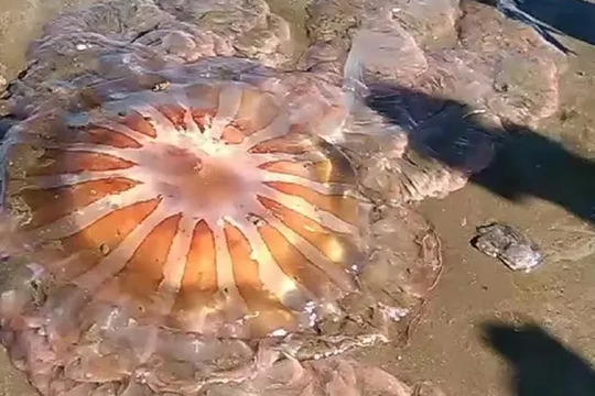 aparecio una imponente medusa en las playas de mar del plata